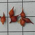 Oxalis glabra bulbs, 1 cm grid, Mary Sue Ittner [Shift+click to enlarge, Click to go to wiki entry]