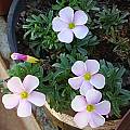 Oxalis glabra white, Christiaan van Schalkwyk