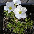 Oxalis goniorhiza, Mary Sue Ittner [Shift+click to enlarge, Click to go to wiki entry]