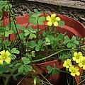Oxalis haedulipes, Christiaan van Schalkwyk