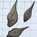 Oxalis haedulipes bulbs, Christiaan van Schalkwyk