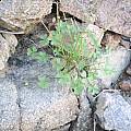 Oxalis haedulipes in habitat, Christiaan van Schalkwyk