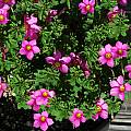 Oxalis hirta, Mary Sue Ittner [Shift+click to enlarge, Click to go to wiki entry]