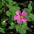 Oxalis imbricata, Mary Sue Ittner [Shift+click to enlarge, Click to go to wiki entry]