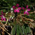 Oxalis lasiandra, Nhu Nguyen [Shift+click to enlarge, Click to go to wiki entry]