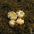 Oxalis latifolia bulbs, Janos Agoston [Shift+click to enlarge, Click to go to wiki entry]