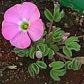 Oxalis lawsonii, Ditshipeng, Christiaan van Schalkwyk [Shift+click to enlarge, Click to go to wiki entry]