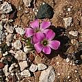 Oxalis lawsonii, Griekwastad, Christiaan van Schalkwyk