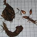 Oxalis lawsonii bulb, Griekwastad, Christiaan van Schalkwyk [Shift+click to enlarge, Click to go to wiki entry]