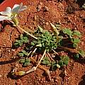 Oxalis lichenoides, Christiaan van Schalkwyk