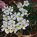 Oxalis lichenoides, Christiaan van Schalkwyk