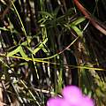 Oxalis livida var. altior, Tony Rebelo, iNaturalist, CC BY-SA