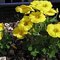 Oxalis perdicaria, Mary Sue Ittner [Shift+click to enlarge, Click to go to wiki entry]