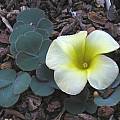 Oxalis luteola, Mary Sue Ittner