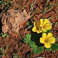 Oxalis luteola, Alan Horstmann