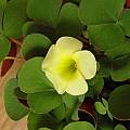 Oxalis luteola MV6395, Kristina Van Wert