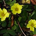 Oxalis luteola MV4960B, Michael Mace [Shift+click to enlarge, Click to go to wiki entry]