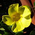 Oxalis luteola MV 4960B closeup, Michael Mace