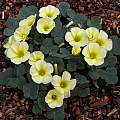 Oxalis luteola, Mary Sue Ittner