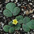 Oxalis luteola, Mary Sue Ittner