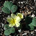 Oxalis luteola, Mary Sue Ittner