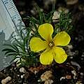 Oxalis meisneri, Mary Sue Ittner