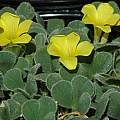 Oxalis melanosticta 'Ken Aslet', Mary Sue Ittner [Shift+click to enlarge, Click to go to wiki entry]
