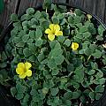 Oxalis melanosticta 'Ken Aslet', Mary Sue Ittner