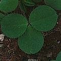Oxalis minuta leaf, Christiaan van Schalkwyk