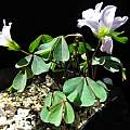 Oxalis morelosii, Nhu Nguyen [Shift+click to enlarge, Click to go to wiki entry]