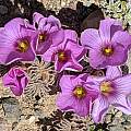Oxalis morronei, Laura Grant [Shift+click to enlarge, Click to go to wiki entry]