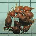 Oxalis namaquana bulbs, Mary Sue Ittner