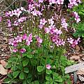 Oxalis nelsonii, UC Botanical Garden [Shift+click to enlarge, Click to go to wiki entry]