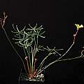 Oxalis novemfoliata, Pan de Azucar, Nhu Nguyen [Shift+click to enlarge, Click to go to wiki entry]