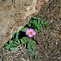 Oxalis obliquifolia, Naude's Nek, Mary Sue Ittner [Shift+click to enlarge, Click to go to wiki entry]