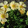 Oxalis obtusa MV5051, Mary Sue Ittner