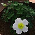 Oxalis obtusa white, Christiaan van Schalkwyk