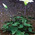 Oxalis obtusa white, Christiaan van Schalkwyk