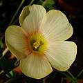 Oxalis obtusa MV4719d, Michael Mace