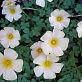 Oxalis obtusa MV5051, Mary Sue Ittner