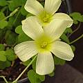 Oxalis obtusa MV5516 , Kristina Van Wert