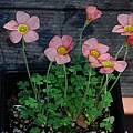 Oxalis obtusa MV7085, Mary Sue Ittner