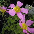 Oxalis obtusa MV7675, Mary Sue Ittner