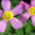 Oxalis obtusa MV7675, Mary Sue Ittner