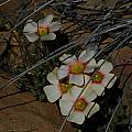Oxalis obtusa, Mary Sue Ittner Oxalis obtusa, Mary Sue Ittner
