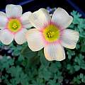 Oxalis obtusa 'Peaches & Cream', Mary Sue Ittner