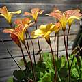 Oxalis obtusa 'Sunset', Mary Sue Ittner