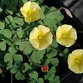 Oxalis obtusa 'Sunset', Mary Sue Ittner