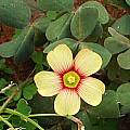 Oxalis obtusa 'Yellow and Red', Christiaan van Schalkwyk