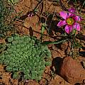 Oxalis palmifrons, Mary Sue Ittner [Shift+click to enlarge, Click to go to wiki entry]